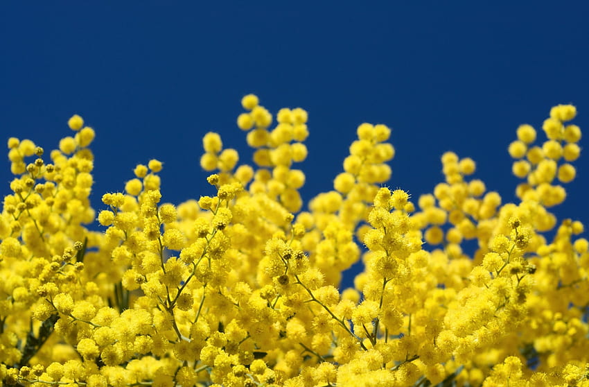 Flowers, Sky, Fluffy, Close-Up, Branches, Mimosa HD wallpaper