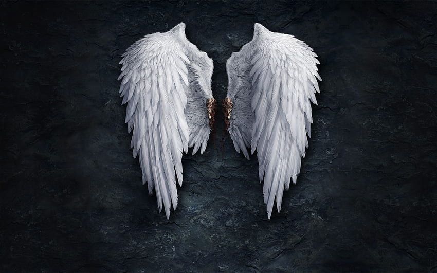 ангелски крила. Крила, бели ангелски крила, ангел, готини ангелски крила HD тапет