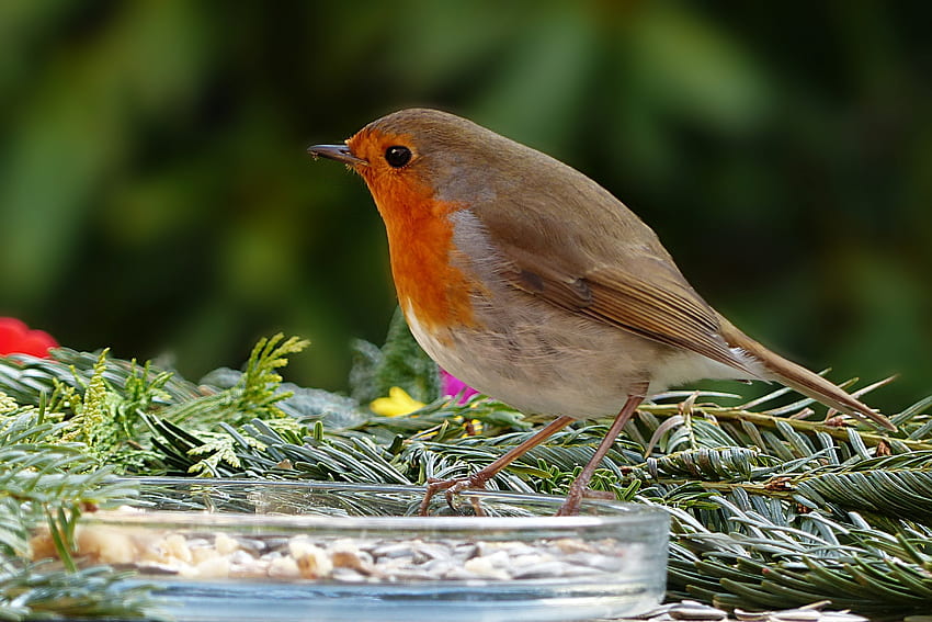 Robin, Singvogel, süß HD-Hintergrundbild