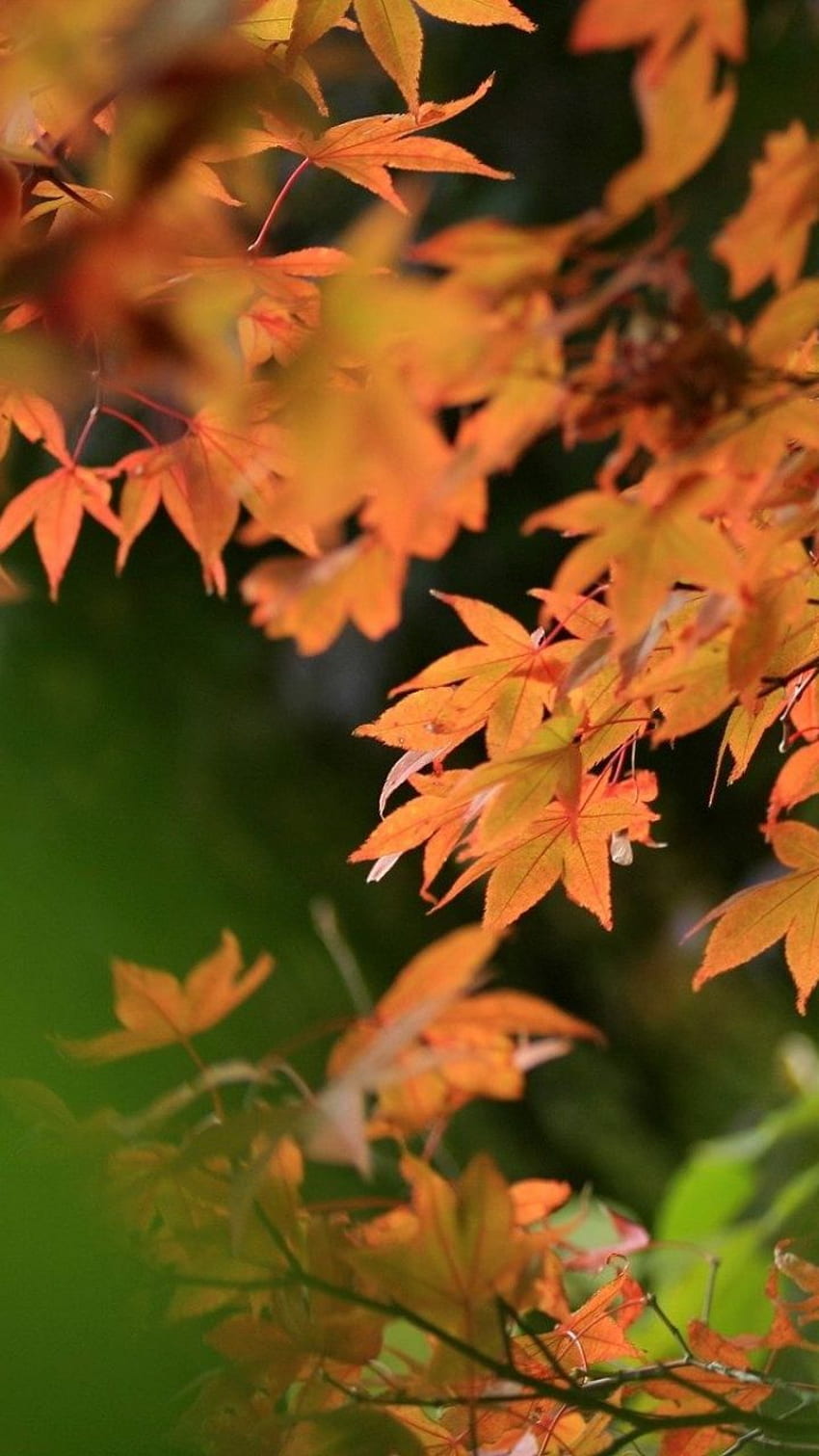 Leaves, Autumn, Blur Samsung Galaxy S3 Background in 2020. Nature , , Background HD phone wallpaper