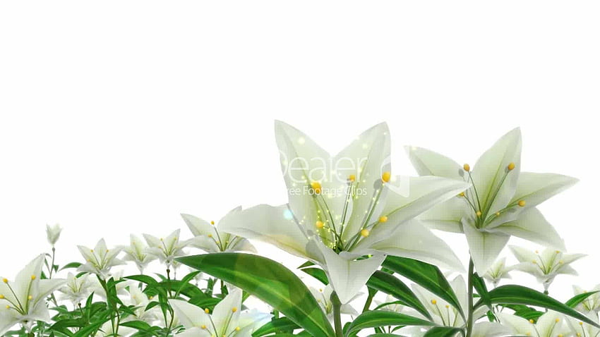 Easter Lilies, Lily HD wallpaper