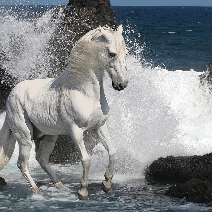 Bellissimo cavallo bianco accanto alle rocce nell'acqua, daino Sfondo del telefono HD