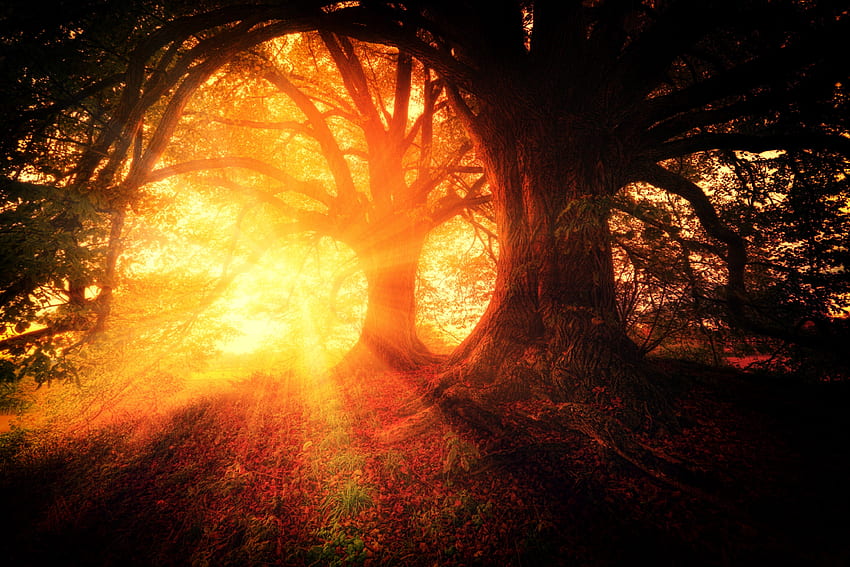 Alam, Pohon, Musim Gugur, Kilau, Cahaya, Hutan, Sinar Matahari Wallpaper HD