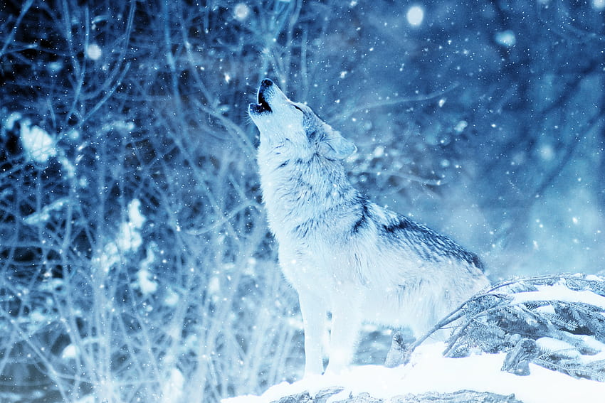 Animals, Predator, Wolf, hop, Howl HD wallpaper