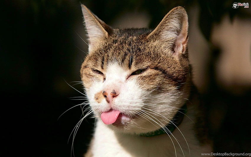 หน้าแมวตลกและแมวตลกตัวนี้สร้างรอยยิ้มหัวเราะพื้นหลังใบหน้าแมวตลก วอลล์เปเปอร์ HD