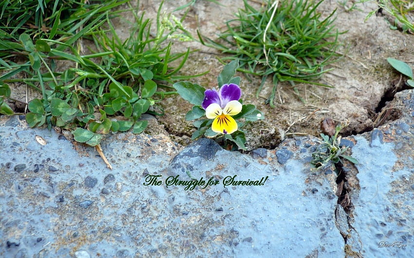 Life's Struggle to Survive, pansy, abstract, flower, sidewalk, johnny jump up, , weed HD wallpaper