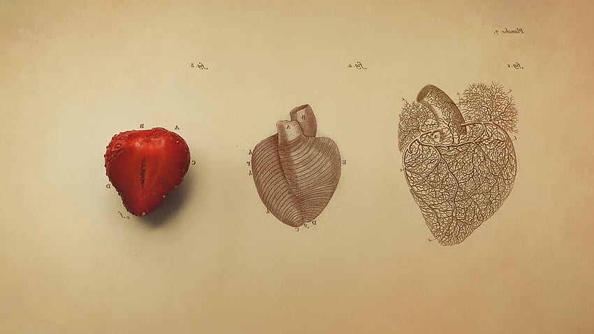 Sztuka cyfrowa Minimalizm proste proste tło narządy serca rysunek vintage żyły tekst owoce truskawki biologia medycyna JPG 315 kB, Vintage Anatomia Tapeta HD