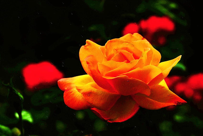 Touched by the sun, rose, sunlight, petals, yellow, flower, green, orange HD wallpaper