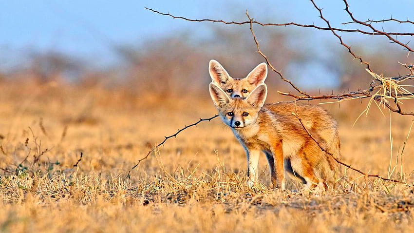 Fennec Foxes - Desert Foxes - HD wallpaper