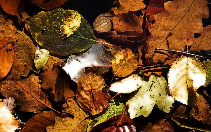 Nature, Autumn, Leaves, Dry, Lot, Fallen HD wallpaper | Pxfuel