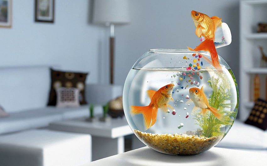 Animals, Fishes, Glass, Table, To Swim, Swim, Aquarium HD wallpaper