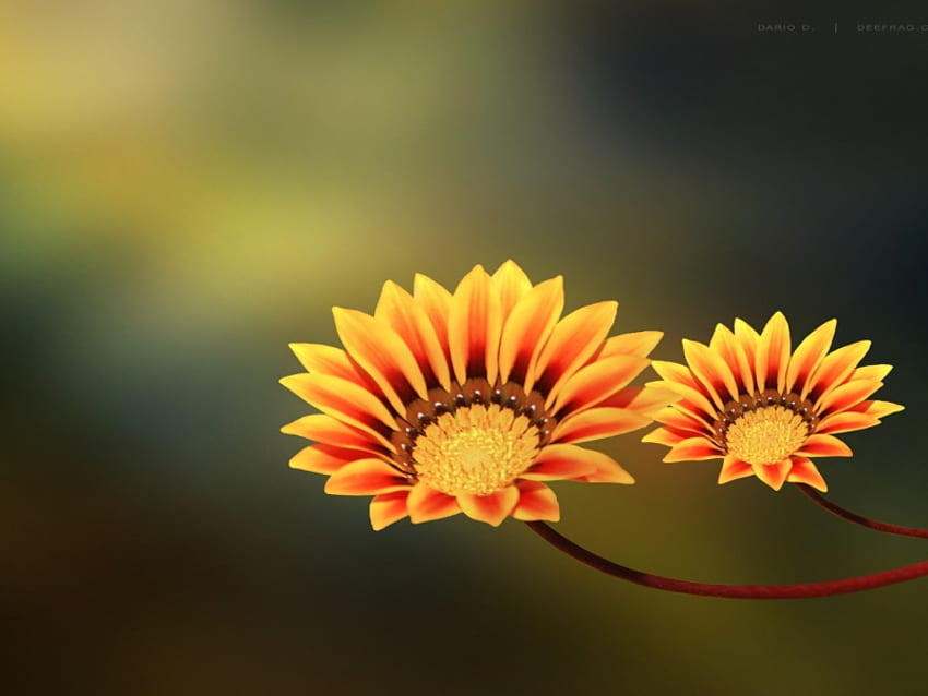 Twoo Little Flowers, yellow, flower, garden, nature, spring, beauty HD wallpaper