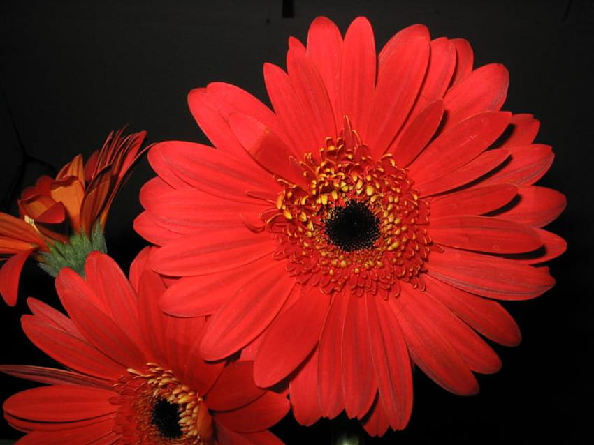 red gerberas , black, soft, beautiful, nice, background, gerberas, red, passion, flowers HD wallpaper