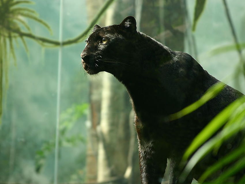 просто за забавление, ние сега представяме най-свирепото коте от всички в нашето, Black Panther Animal HD тапет