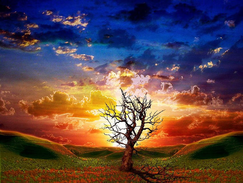 Tree At Sunset !!!, blue, red, sky, nature, sunset, dark, tree HD wallpaper