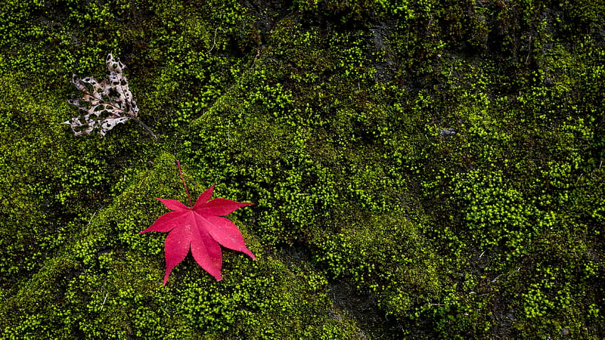 Red Maple Leaf su alghe verdi Macro graphy graphy Sfondo HD