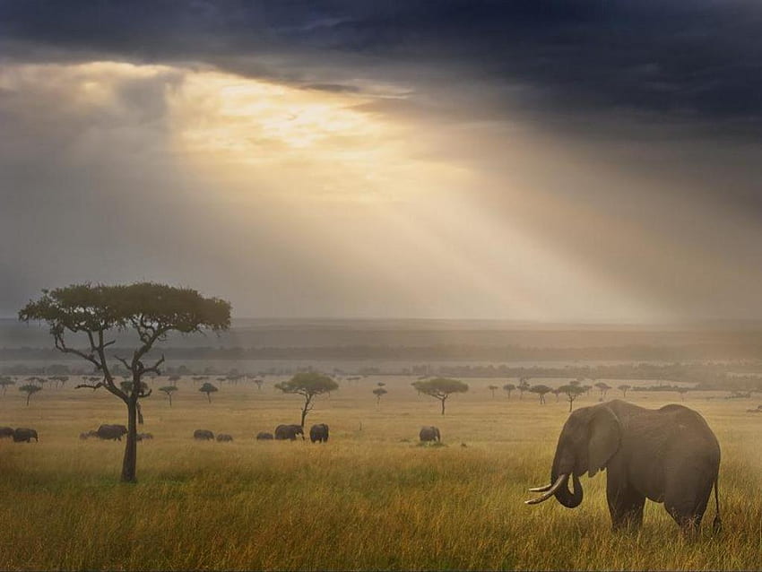 Glory on the Savanna, africa, grassland, light, elephant HD wallpaper