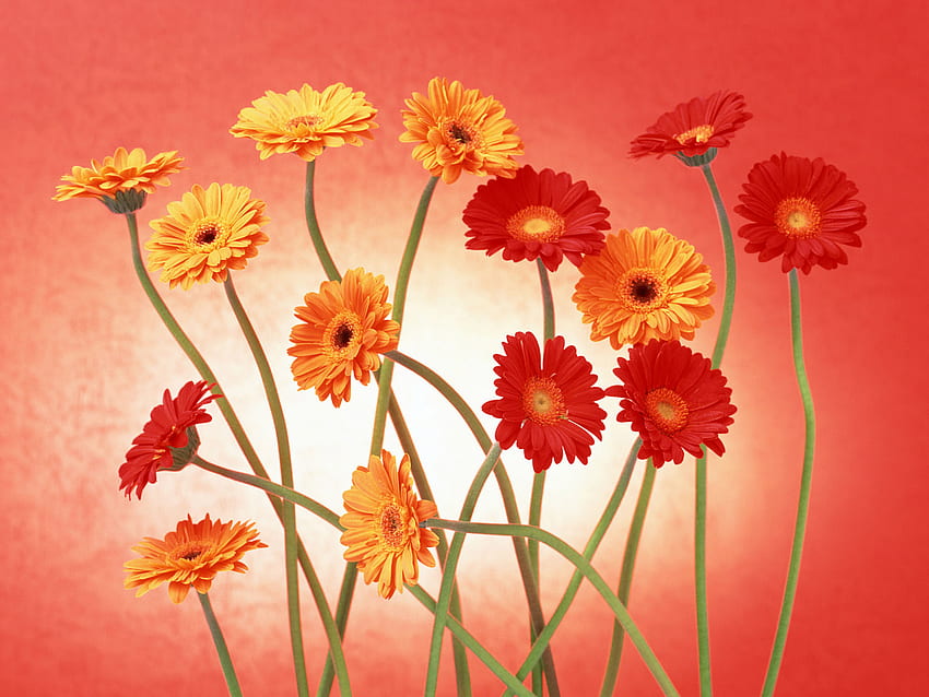 kwiaty, wielki, cg, kwiat pomarańczy, czerwony, kolorowy Tapeta HD