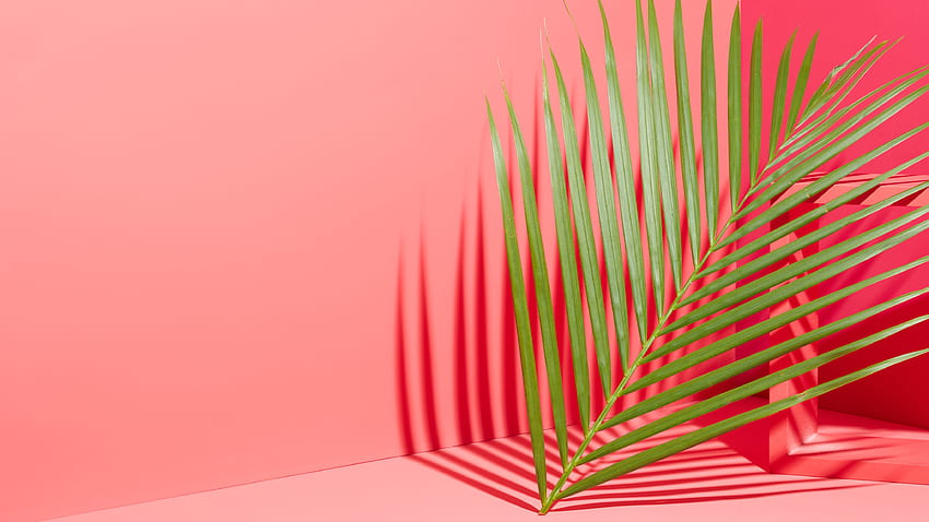 Pink + Palm Leaf For Your Phone + ! - Front + Main, Graphic HD wallpaper