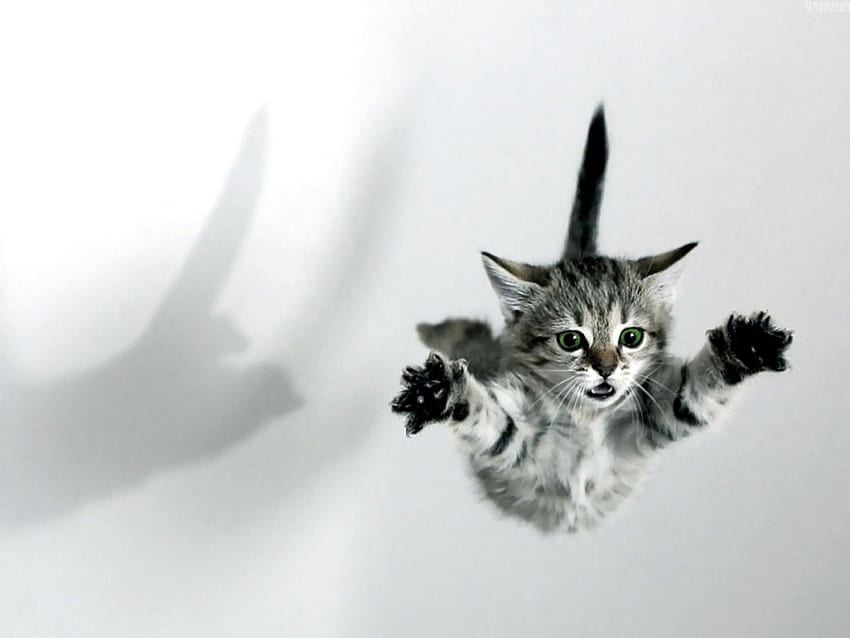 助けて !、動物、飛行、猫、面白い 高画質の壁紙