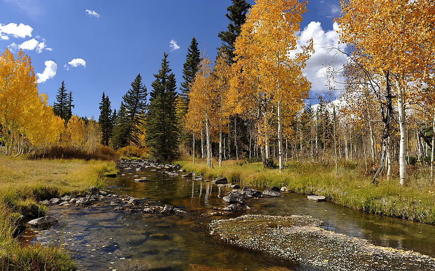 Gold season, river, landscape, beautiful, gold, trees, autumn, nature, , forest HD wallpaper