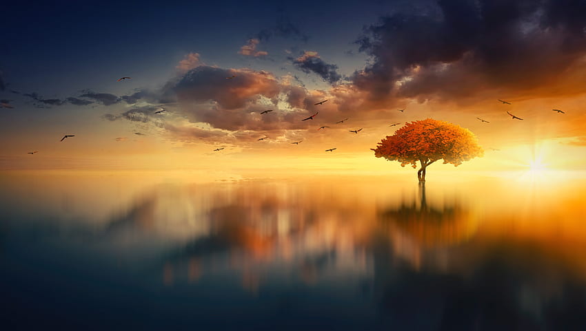 Nature, Sunset, Sea, Horizon, Wood, Tree, hop HD wallpaper