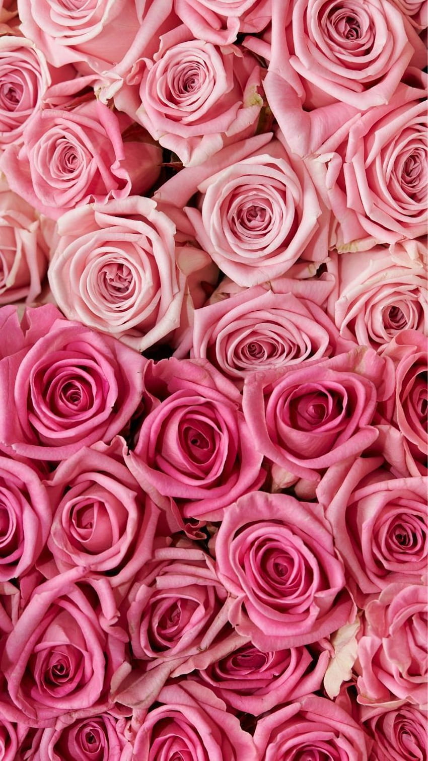 Dark Pink Flower Wallpapers Top Free Dark Pink Flower, 56% OFF