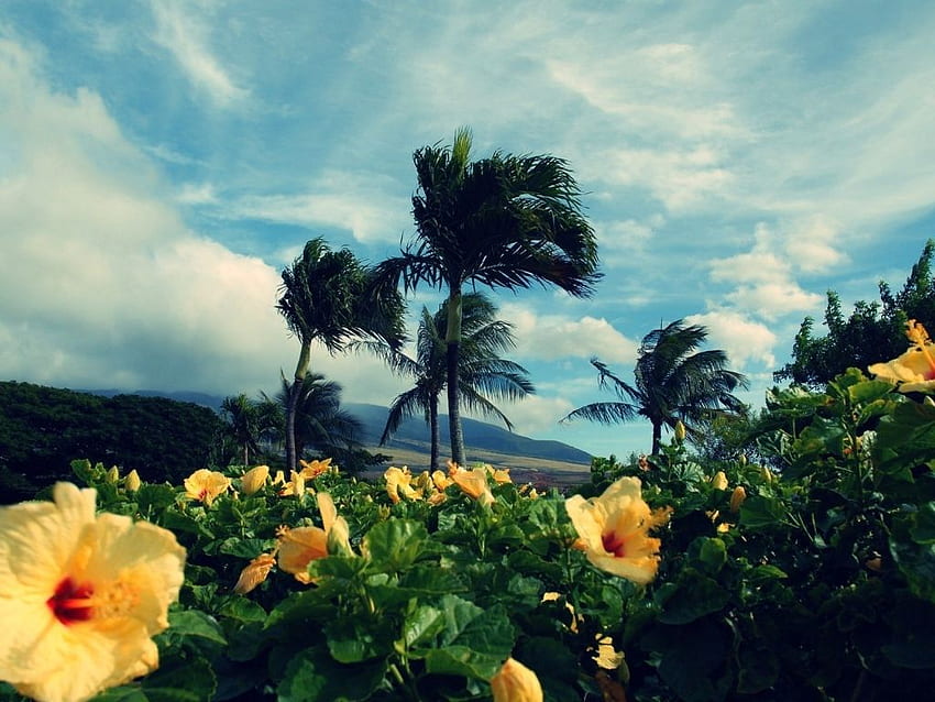 Yellow tropical flowers HD wallpaper | Pxfuel