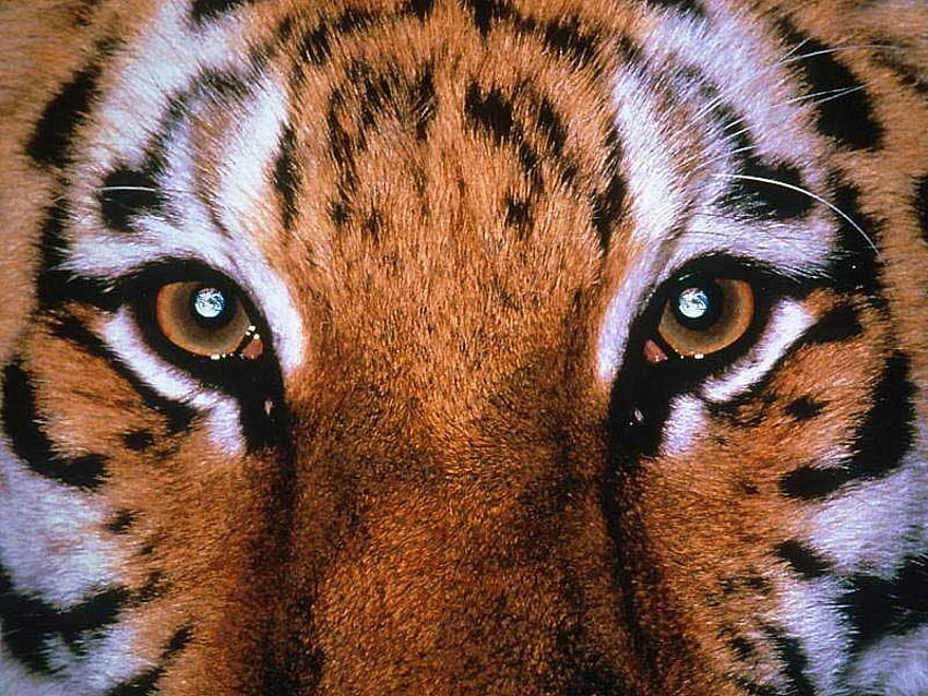zbliżenie tygrysa, zwierzę, tygrys, tygrys, duży kot Tapeta HD