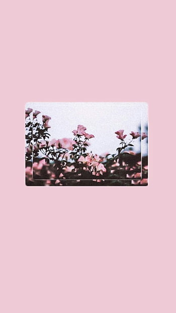 pink floral backgrounds tumblr pate