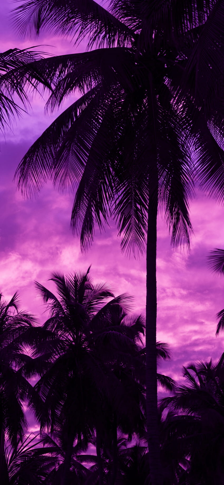 Purpurowe niebo, palmy, ciemne na iPhone X - Dziewczęce, różowe i fioletowe niebo Tapeta na telefon HD