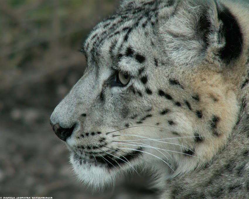 Leopardo delle nevi, grandi felini, leopardi, animali, gatti, gatti, leopardi delle nevi Sfondo HD