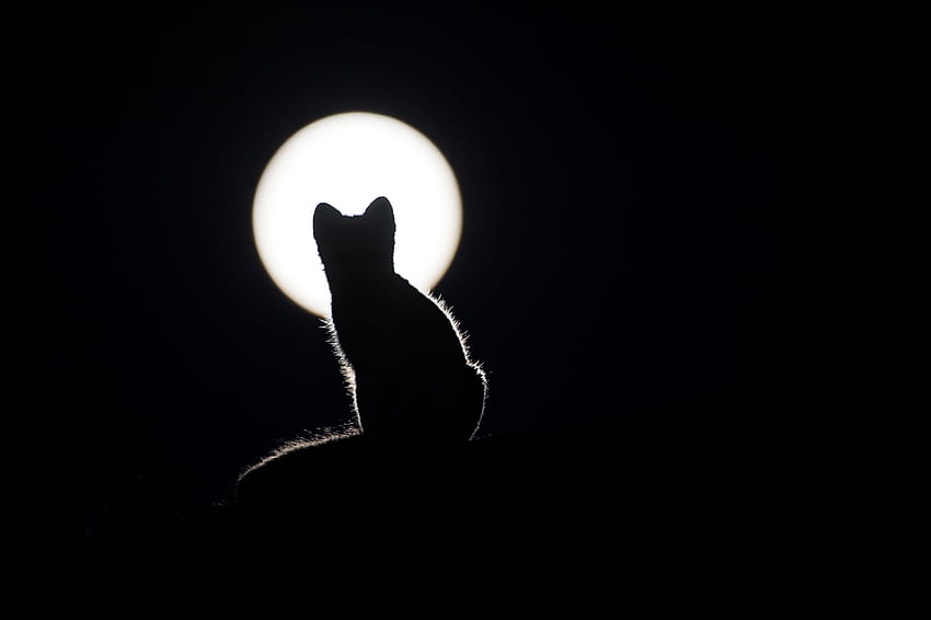 Lune, Silhouette, Cat, Minou, Chaton Fond d'écran HD