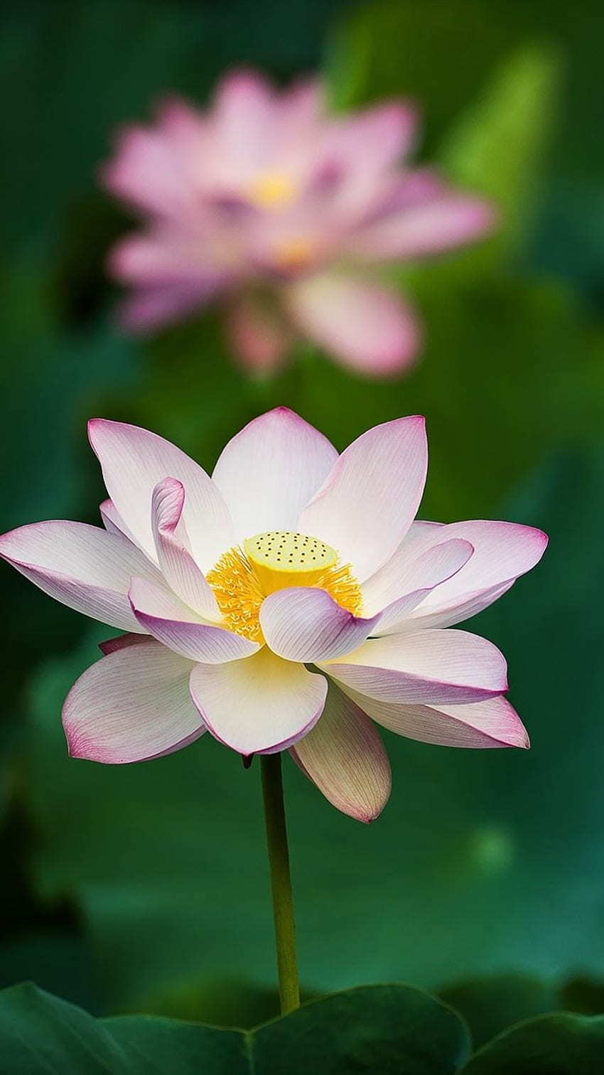Pink Lotus, Flowers, Green Leaves IPhone 8 7 6 6S HD phone wallpaper
