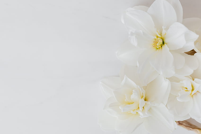 Fleurs blanches sur une surface blanche · Stock, fleur blanche élégante Fond d'écran HD
