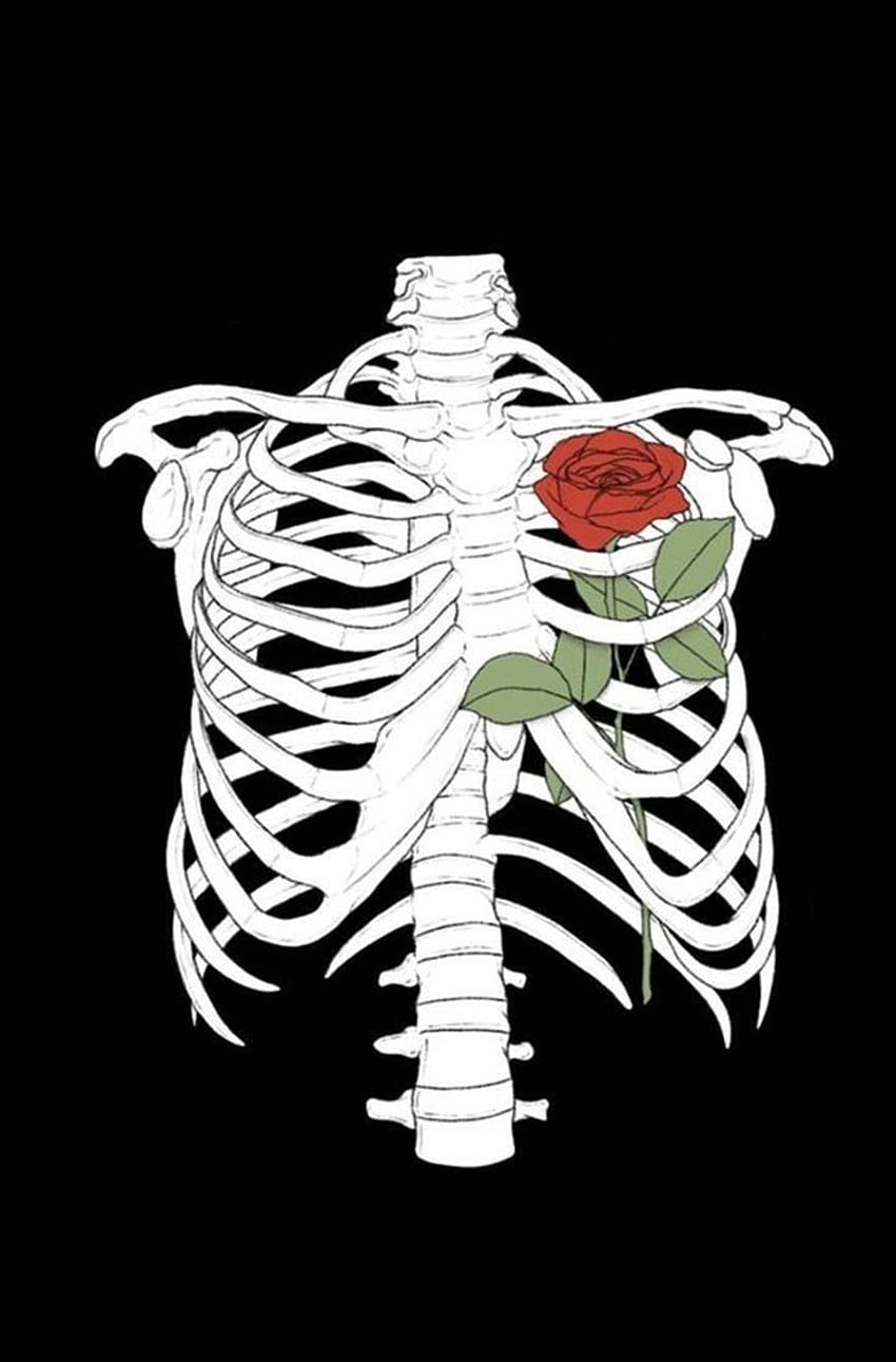 Rose ribcage uploaded HD phone wallpaper