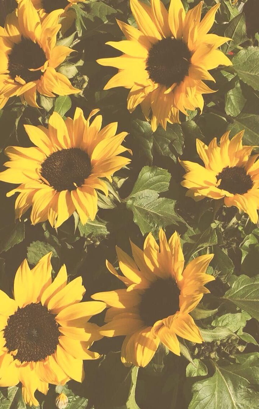 Sunflowers Hd Phone Wallpaper Pxfuel 9563