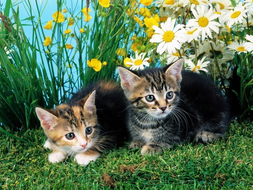 couple de chatons dans le jardin fleuri, jardin fleuri, animaux, couple, chats, chatons Fond d'écran HD