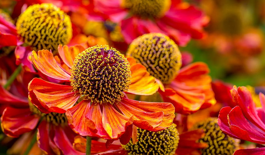 헬레늄 꽃 다발, 빨강, 정원, 꽃, 다발, 아름다운, 주황색 HD 월페이퍼