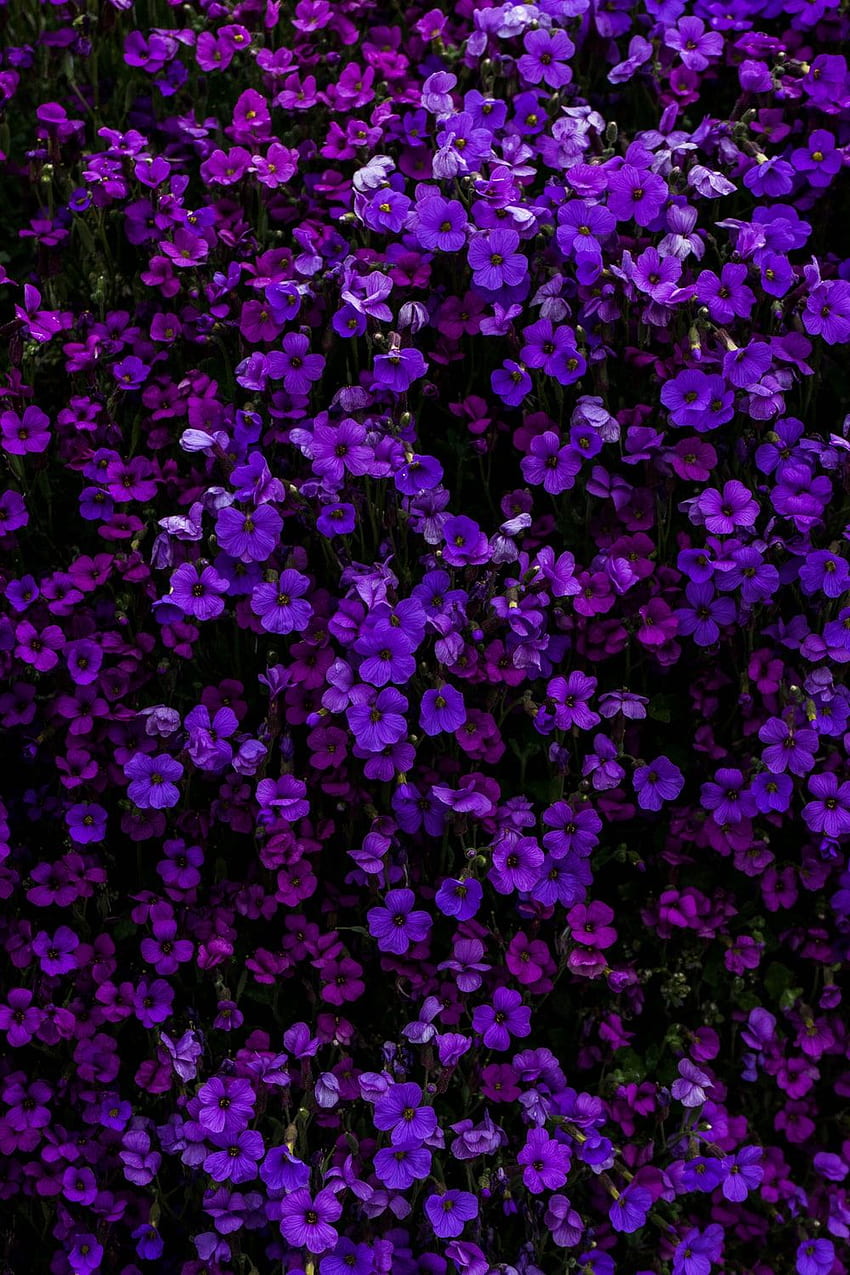 Purple : [HQ], Lavender and Green HD phone wallpaper
