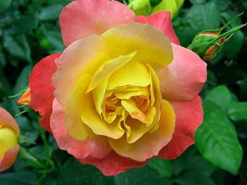 Gelbe und rosafarbene Rose, Knospen, zwei Farben, Nahaufnahme, Rose, Blätter, Blütenblätter, Grün, Natur, Blumen HD-Hintergrundbild