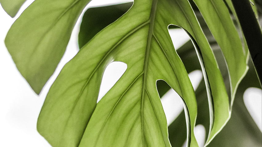 monstera, leaf, green, plant full , tv, f, background HD wallpaper