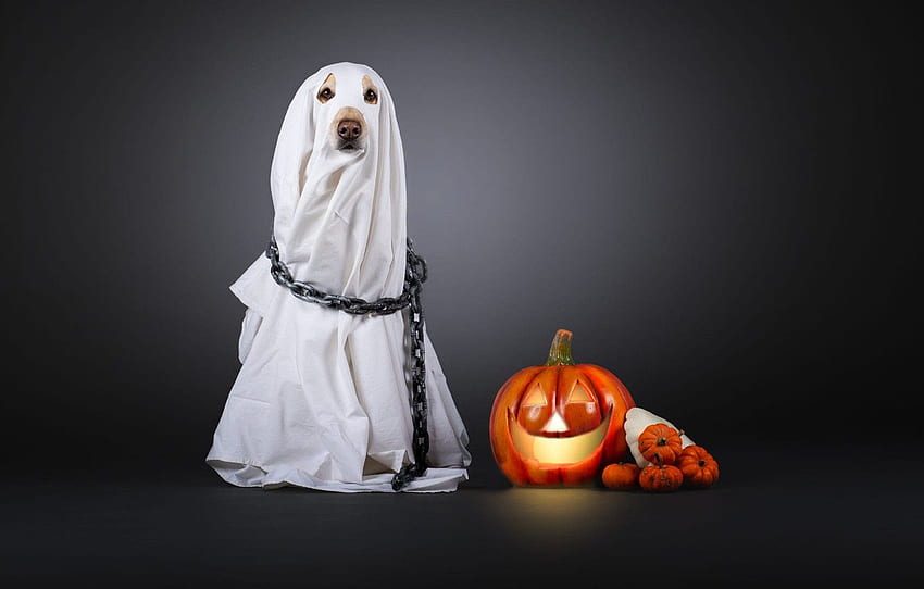 perro, cadena, disfraz, calabaza, blanco, sábana, gris, Capa, Halloween, Fantasma para, sección собаки, Cachorro Halloween fondo de pantalla