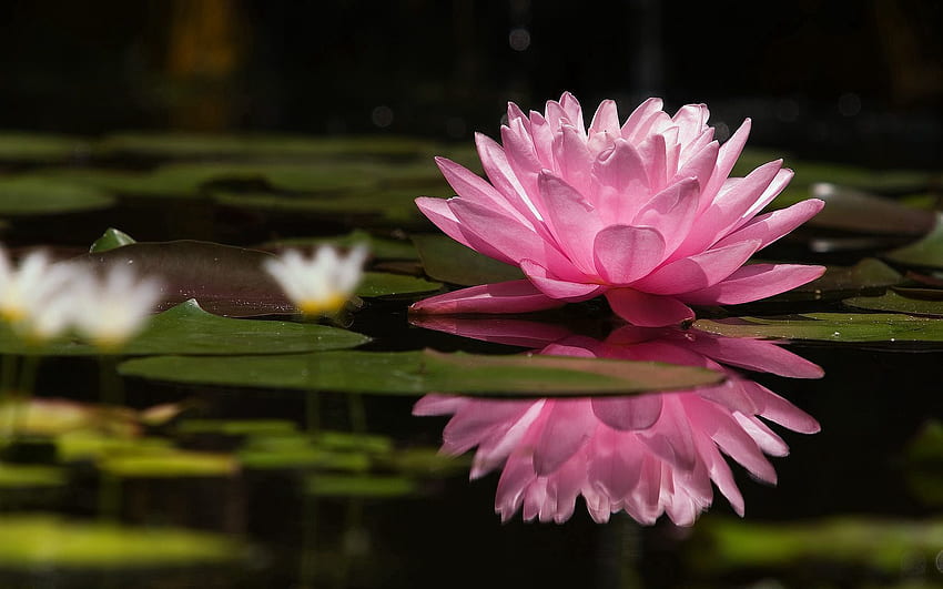 Flowers, Water, Swamp, Reflection, Smooth, Surface, Greens, Water Lily HD wallpaper