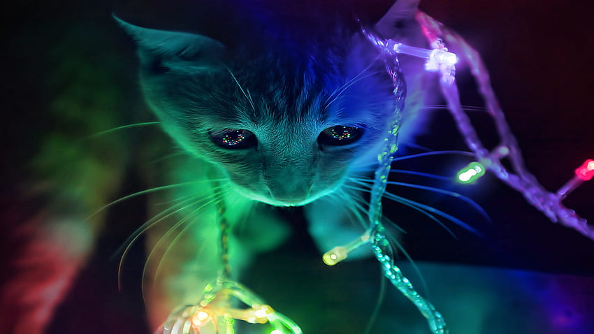 Bạn là một tín đồ của thế giới động vật cũng như khuôn mặt mèo đáng yêu? Tải ngay hình nền 3D máy tính Pc - mèo 3D - -, mèo cầu vồng HD từ Pxfuel để có những giây phút thư giãn với những hình ảnh độc đáo, sinh động nhất.
