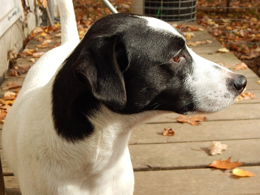 Jack Russell Terrier - Max, Jack Russell Terrier, Grafik, Tiere, Haustiere, Hunde HD-Hintergrundbild