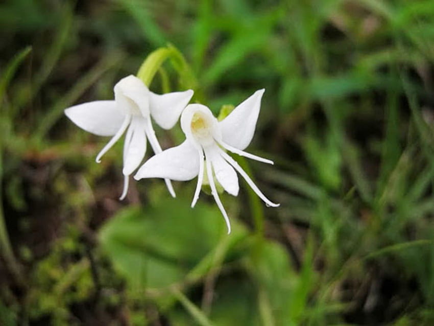 Weiße Engelsorchidee, Orchidee, Engel, Natur, Blumen HD-Hintergrundbild