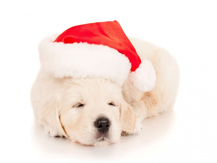 タイトル 眠れるクリスマスの子犬 アニマルパピー ～サンタ帽子をかぶったかわいいゴールデンレトリバーの子犬～、かわいい子犬 アニメ 高画質の壁紙