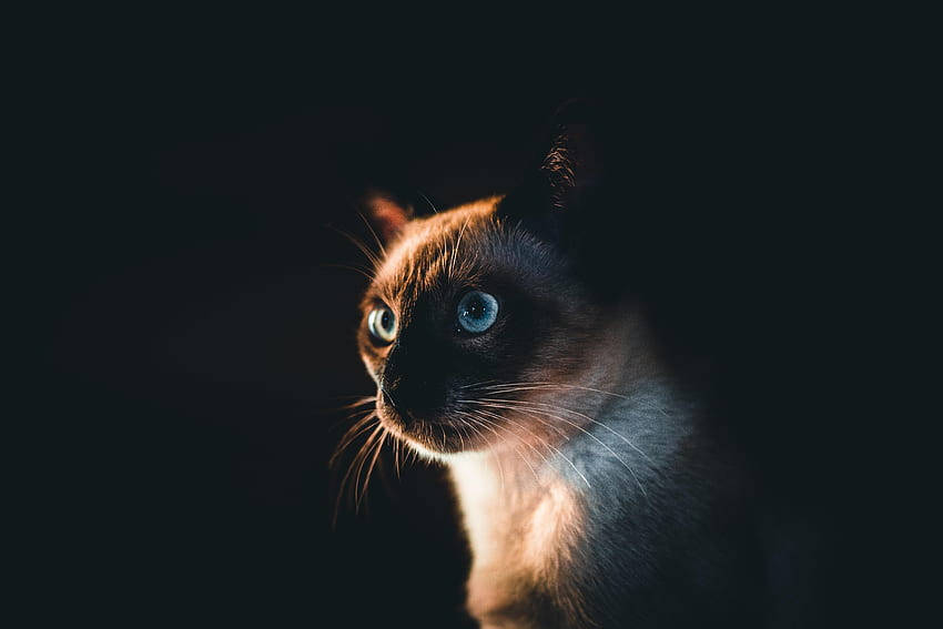 Animals, Dark, Cat, Pet, Sight, Opinion, Siamese Cat HD wallpaper | Pxfuel