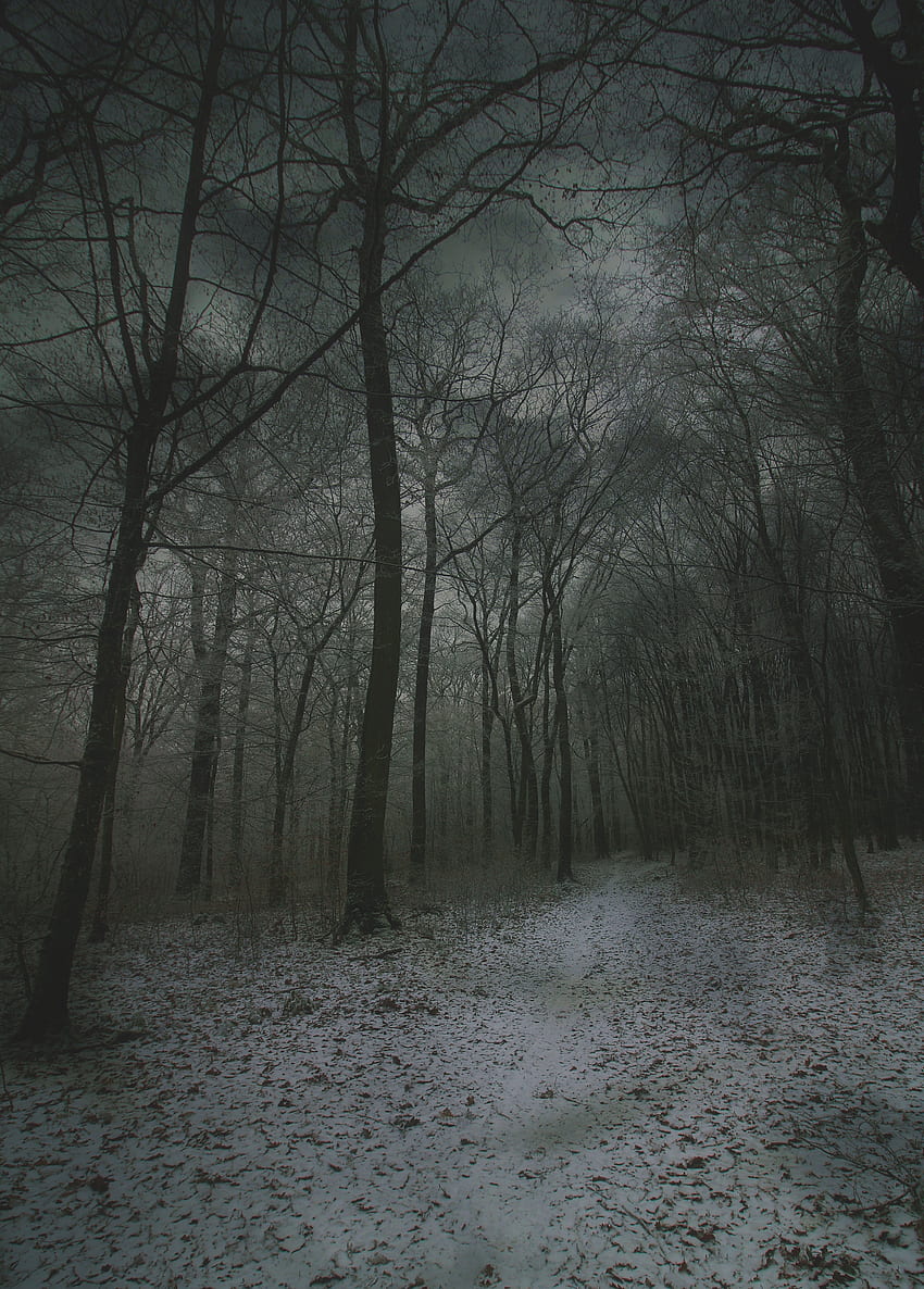 hiver, nature, automne, neige, forêt, brouillard, chemin Fond d'écran de téléphone HD